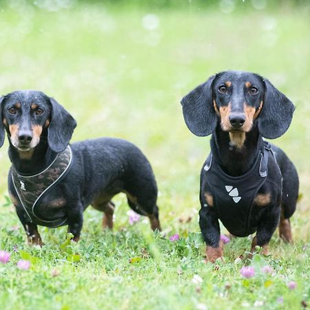 Viinikan Taehti Lemmikkiystaevaellinen Kotimajoitus タンペレ エクステリア 写真